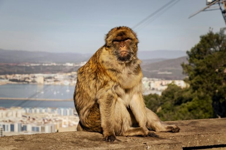 novine kurir overview guide